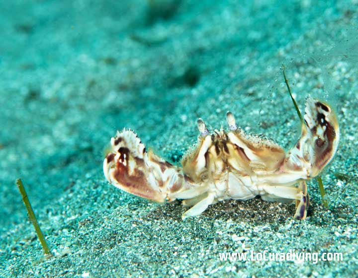 A crab (Cryptosoma cristatum) digging into the sand at Abades, known for this behavior to protect itself from predators.