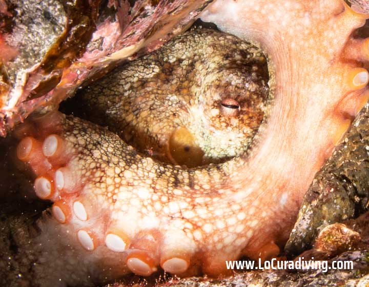 Close-up of an octopus hiding in the rocky reef at Abades dive site in Tenerife