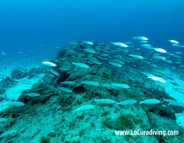 Large school of fish swimming around a rocky reef at the Abades dive site in Tenerife