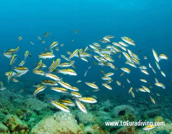 School of ornate wrasse swimming over the rocky reef at Abades dive site in Tenerife