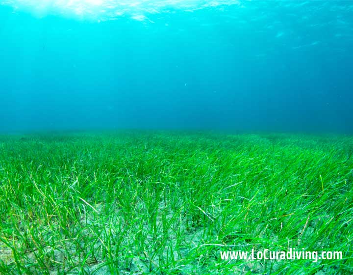 Seagrass at Abades dive site in Tenerife, with sandy areas separating the reefs