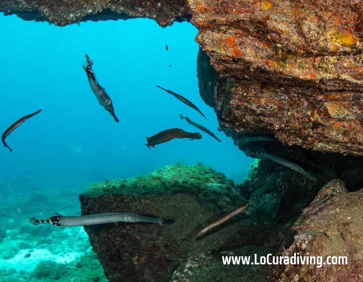 A small cavern filled with trumpetfish at the second reef of Abades dive site in Tenerife