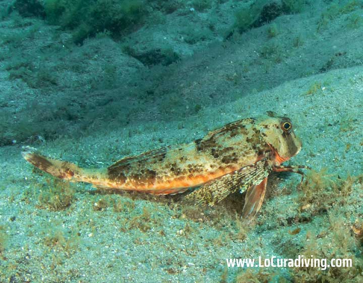 Close-up of a Streaked Gurnard at Abades dive site in Tenerife, showing its vibrant colors