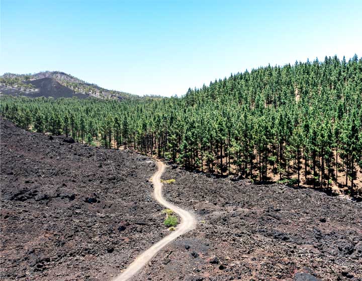 Aerial view capturing the contrast between lush pine forests and rugged volcanic rock in Tenerife.