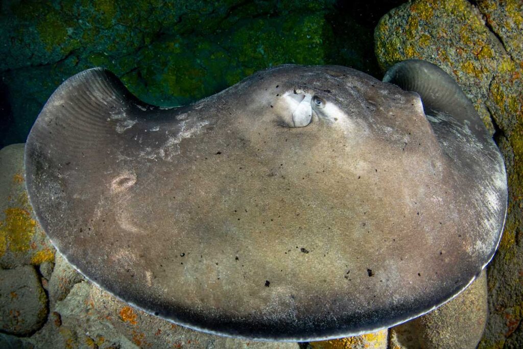 Close-up of a big common stingray inside a cavern during a fun dive in Tenerife.