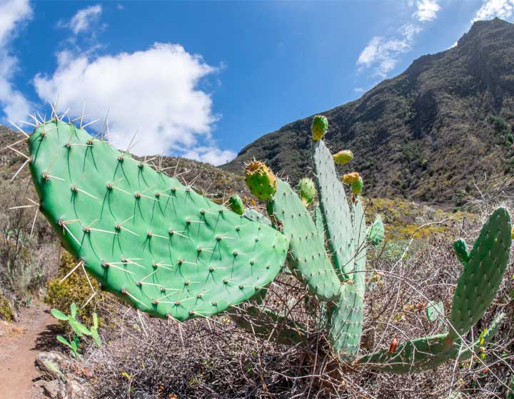 Close-up of a cactus under the bright Tenerife sun, representing the arid climate of the Canary Islands.