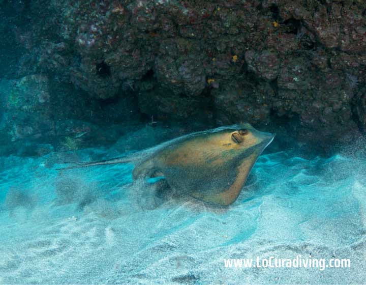 Underwater view of a common stingray near the tunnel entrance in Tubo de Garachico.