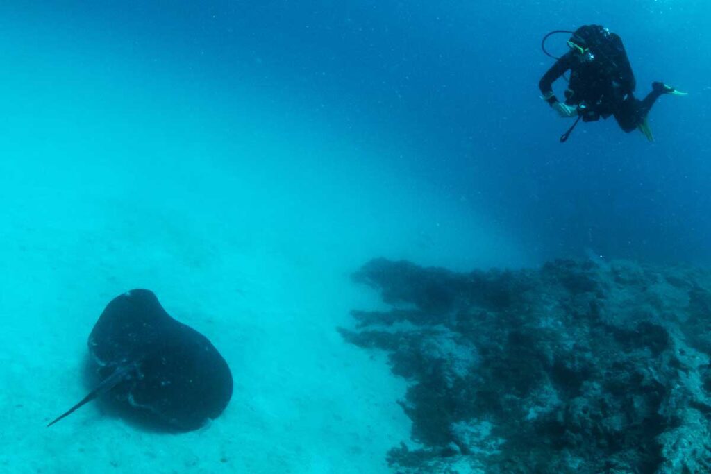 A diver hovers above a big ray as it glides over the sea bottom