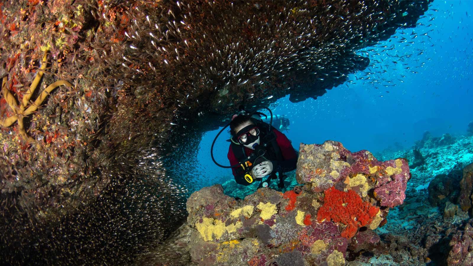 Diver swimming through a vibrant tropical coral reef in Thailand, showcasing diverse marine life.