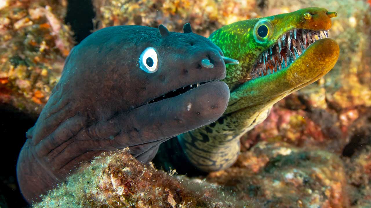 Close-up of a fangtooth eel and a black moray eel, showcasing their unique features in vibrant underwater colors.