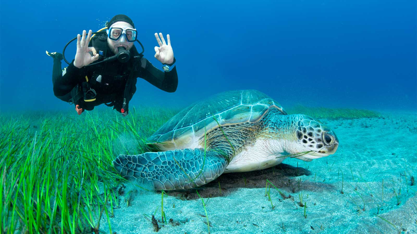 Nurek podziwiający żółwia morskiego jedzącego trawę morską podczas pierwszego nurkowania na Teneryfie.