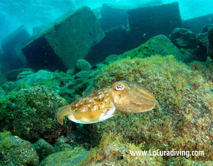 A cuttlefish swimming near concrete blocks at the Las Eras dive site in Tenerife.