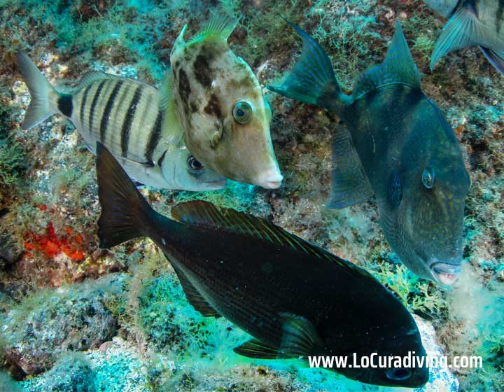 Close-up of a bream, filefish, and gray triggerfish at the Las Eras dive site.