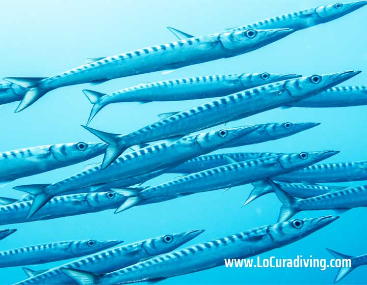 A school of barracuda swimming in the deep blue waters at the Las Eras dive site.