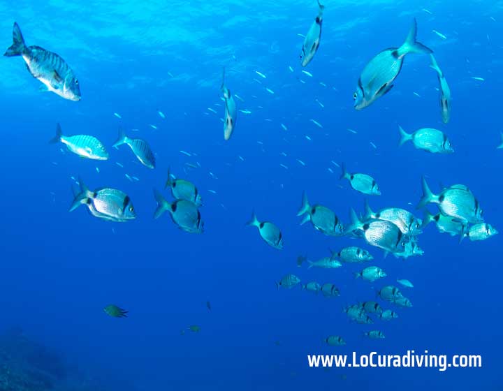 A school of breams swimming in the blue waters of Las Eras dive site.