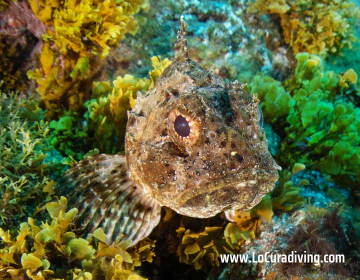 Close-up portrait of a scorpionfish camouflaged among greenery in the reef at the Las Eras dive site.
