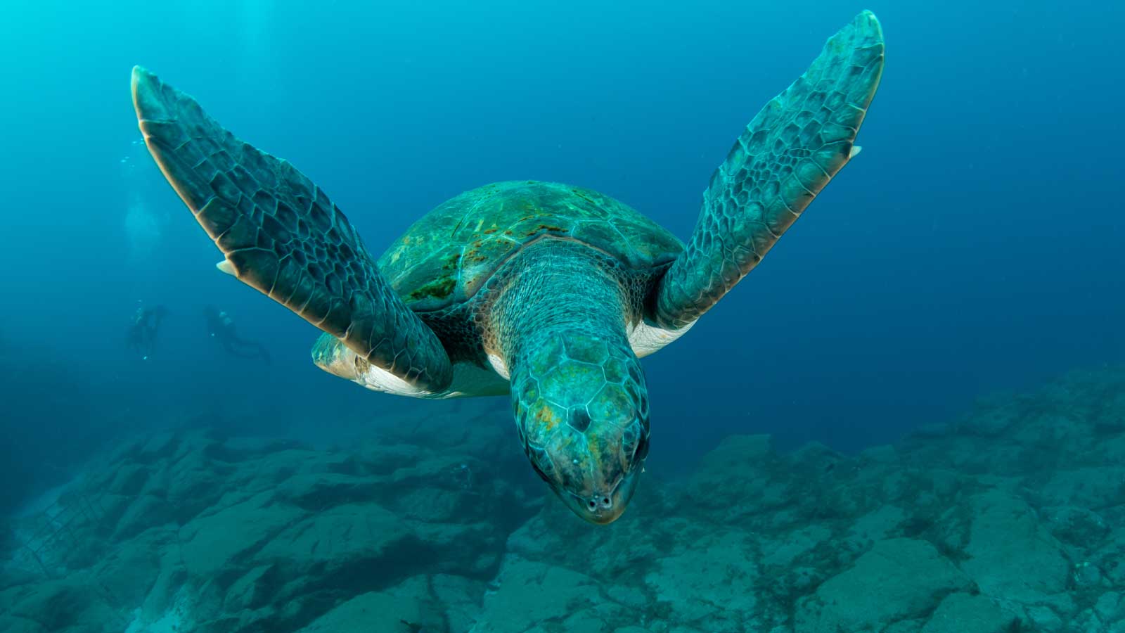 Sea turtle swimming in crystal-clear waters during a LoCura Diving tour in Tenerife, Canary Islands