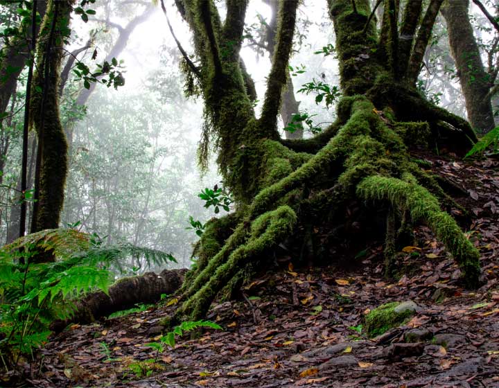 Lush rainforest in Anaga, Tenerife, showcasing the island’s diverse climate and rich vegetation.
