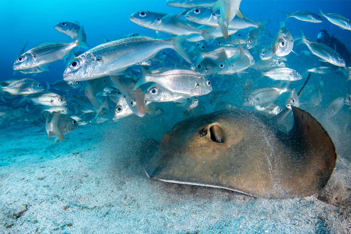 A Roughtail stingray gracefully swimming alongside a vibrant school of fish in the clear waters of Tenerife, showcasing the incredible marine life available for scuba diving enthusiasts with LoCura Diving.