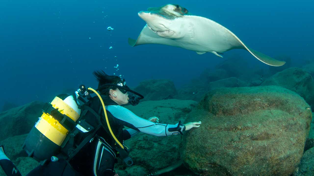 Certyfikowany nurek blisko dna morskiego z płaszczką Bull Ray przepływającą nad głową, pakiety nurkowe na Teneryfie