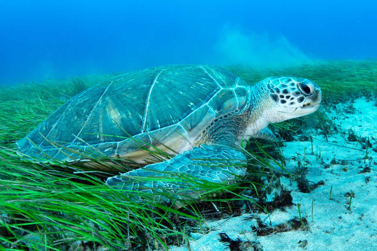 Sea Turtle Feeding on Seagrass on the Seabed, Abades, Tenerife – Marine Life in Their Habitat