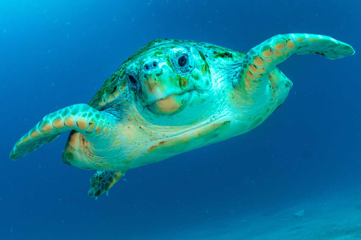 Sea Turtle Gliding Through Shallow Waters, Tenerife – Marine Life in Focus