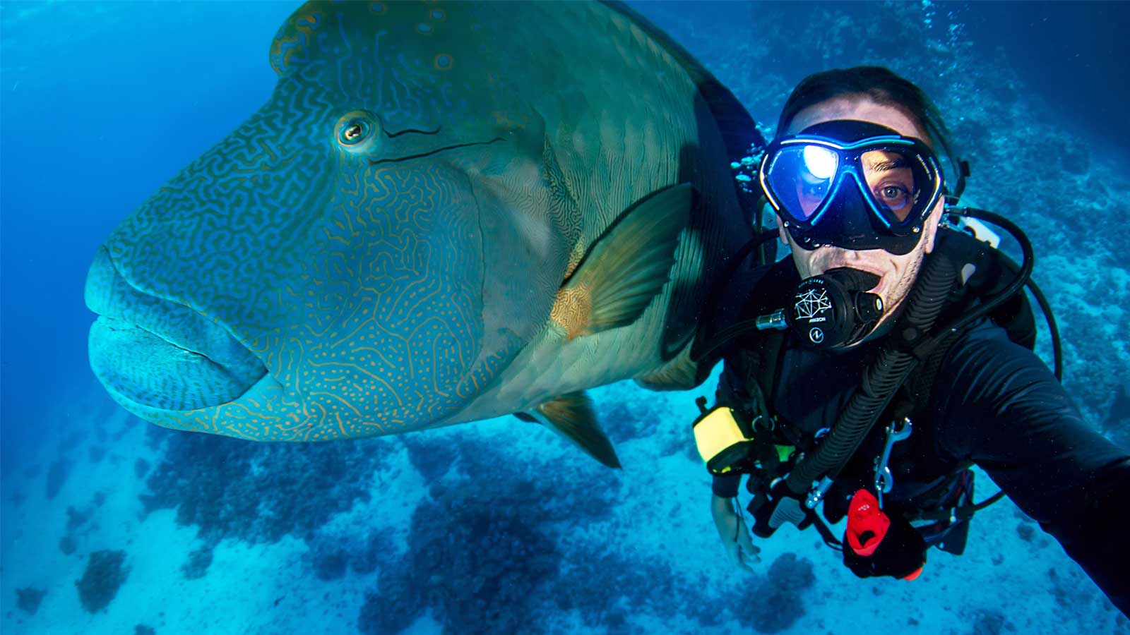 Diver taking a selfie underwater with a large fish during a dive with LoCura Diving.