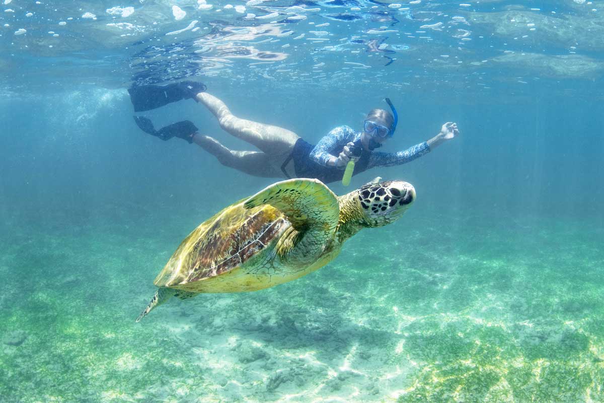 Sea Turtle Swimming in Shallow Water, Tenerife – Snorkeling with Turtles