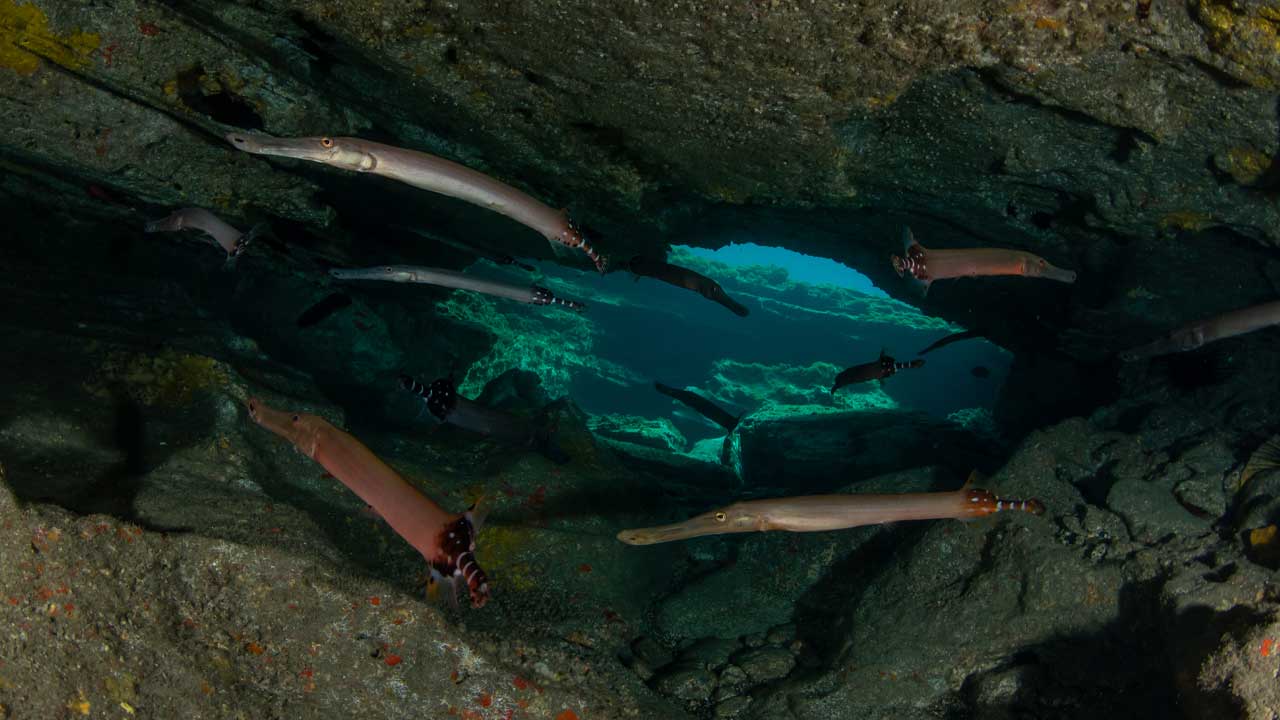 Small underwater cavern with a swim-through surrounded by trumpetfish in Tenerife, captured during a fun dive with LoCura Diving