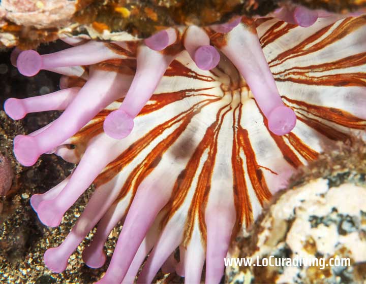A macro shot of Club-Tipped Anemones nestled among concrete blocks on the sea floor in Tabaiba.
