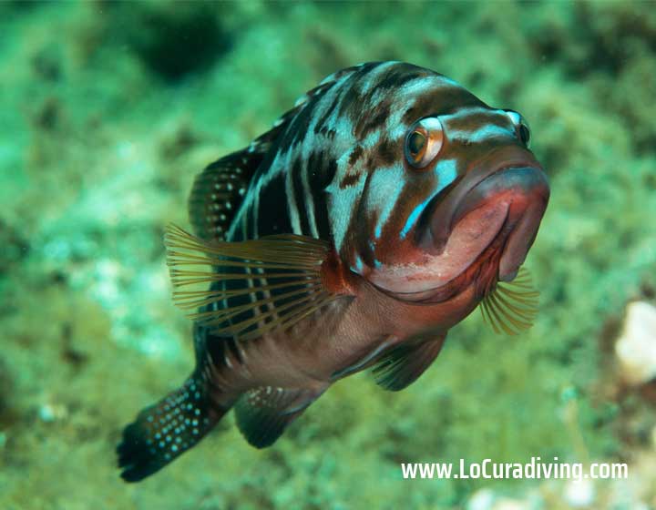 A close-up shot of a grouper resting on the reef wall in Tabaiba.