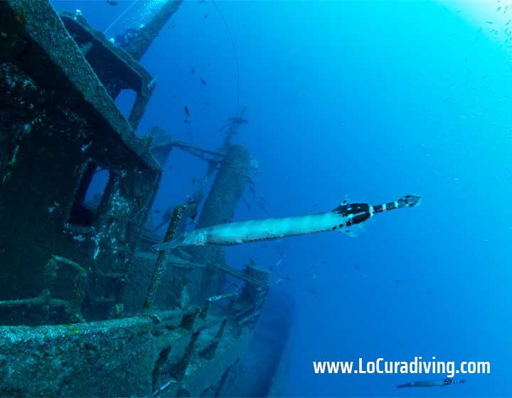A trumpetfish hovering next to the side of the El Peñón shipwreck.