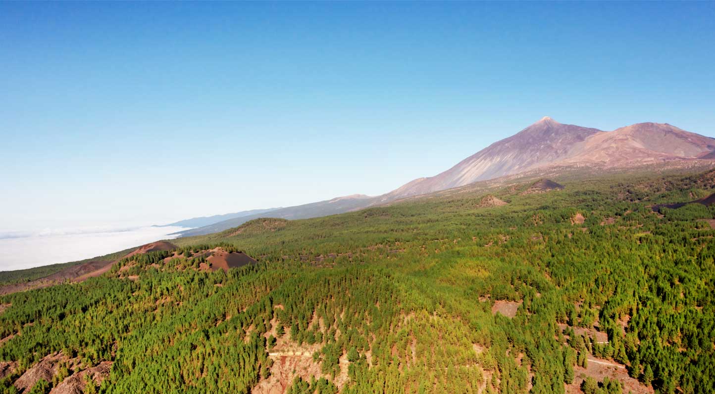 Teide Mountain towering over a pine forest with clouds below, highlighting the height of the mountains.