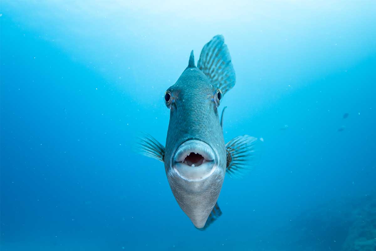 Colorful triggerfish swimming in the clear waters of Tenerife during a scuba dive with LoCura Diving.