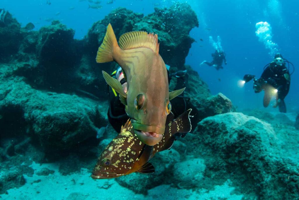 Close-up of two groupers with scuba divers in the background during a fun dive in Tenerife.