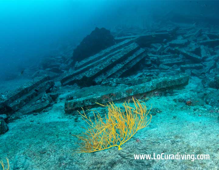 Underwater view of a small coral branch with La Rapadura’s rock formations in the background in Tenerife.
