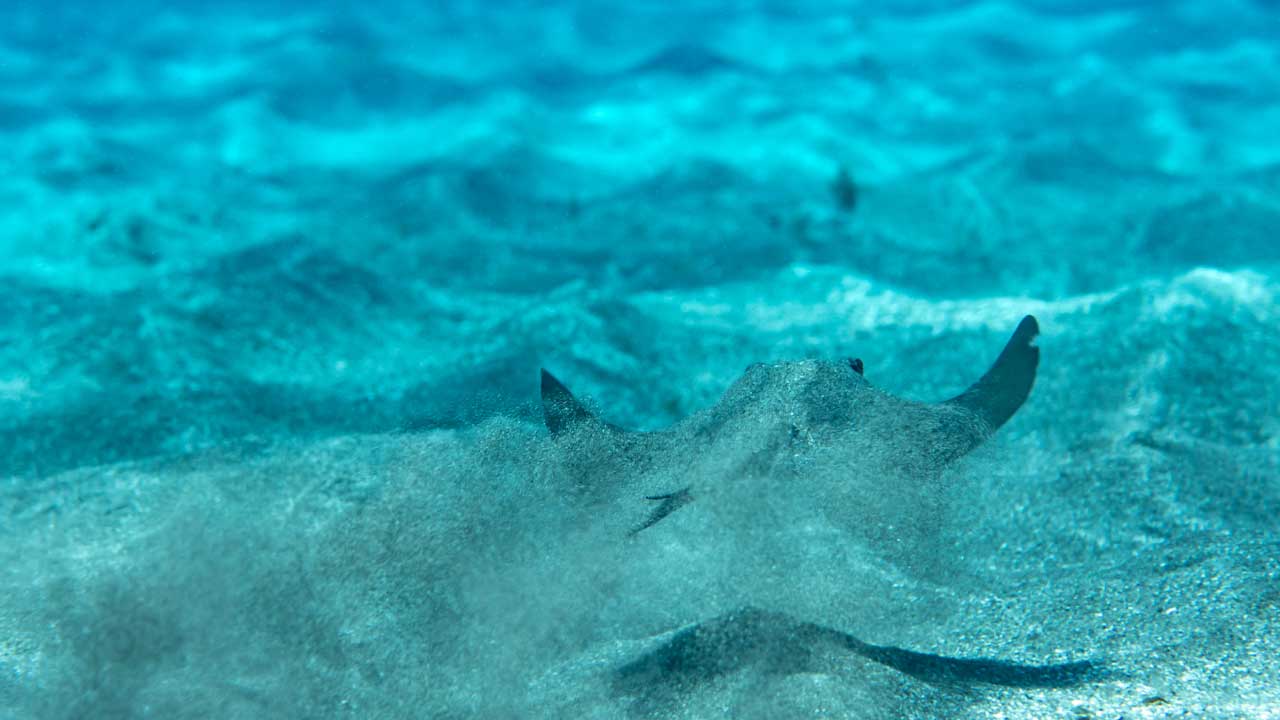 Close-up of a baby stingray on the sandy seabed at the Abades dive site in Tenerife, surrounded by clear blue waters