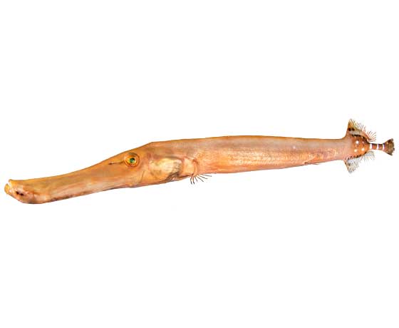 Atlantic trumpetfish swimming in Tenerife’s waters, showcasing its elongated body and distinctive markings.