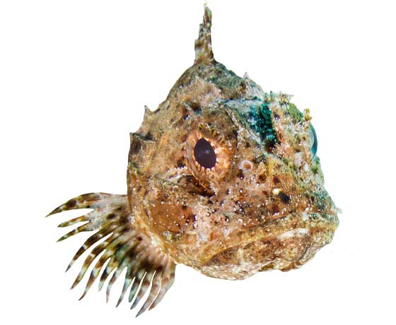 Black scorpionfish camouflaged against the rocky seabed of Tenerife, highlighting its spiny body and sharp features.