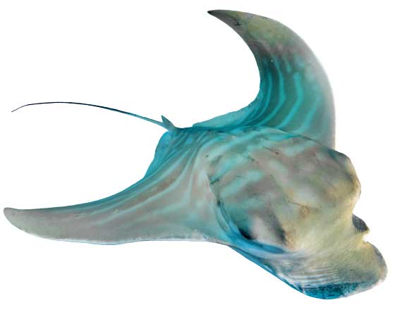 Bull ray (Pteromylaeus bovinus) gracefully gliding through the waters of Tenerife, showcasing its broad wingspan and distinctive shape.