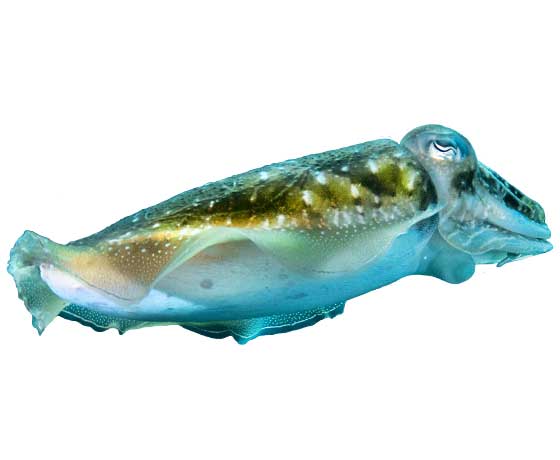 Cuttlefish (Sepia officinalis) displaying its unique body and color-changing ability in the waters of Tenerife.