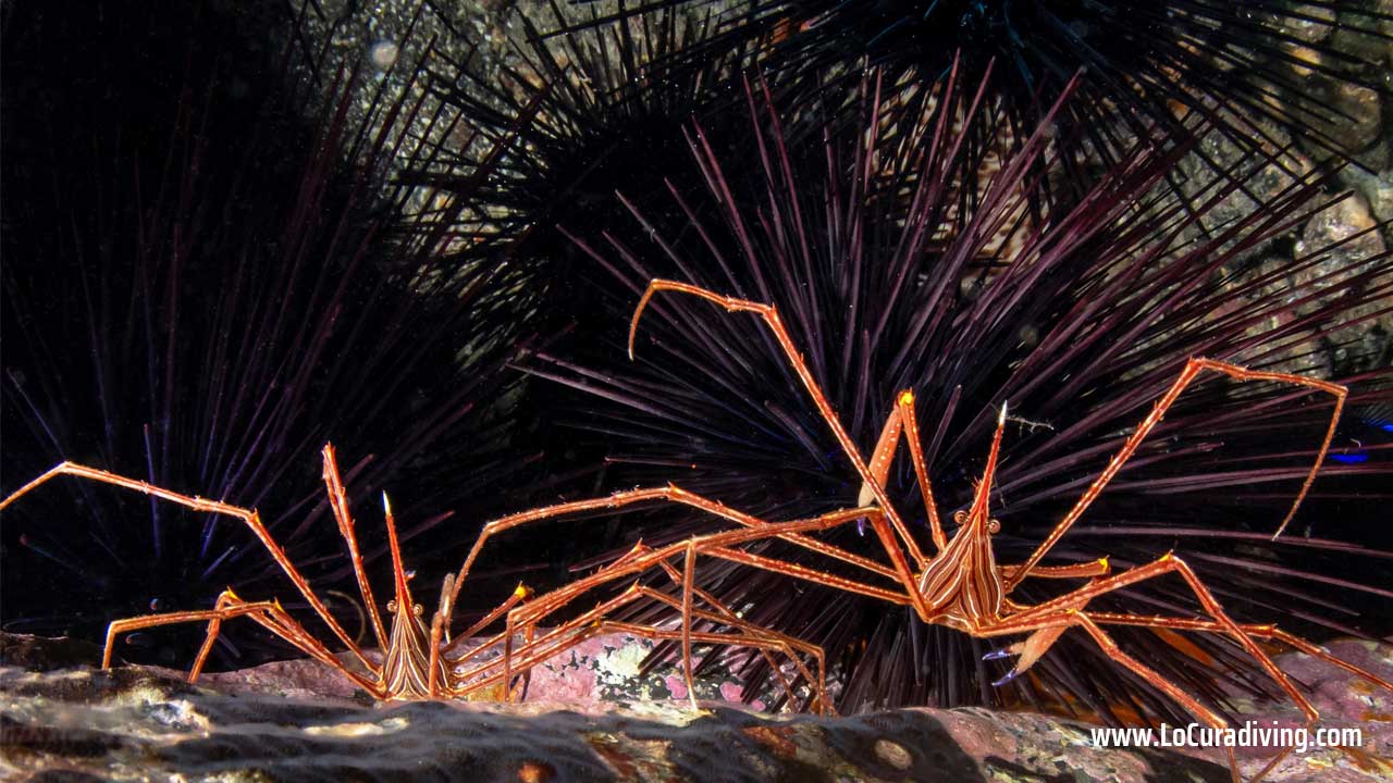 Close-up of two spider crabs with sea urchins in the background at El Balito dive site.
