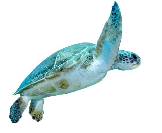 Green turtle swimming gracefully in the clear waters of Tenerife, surrounded by marine vegetation.