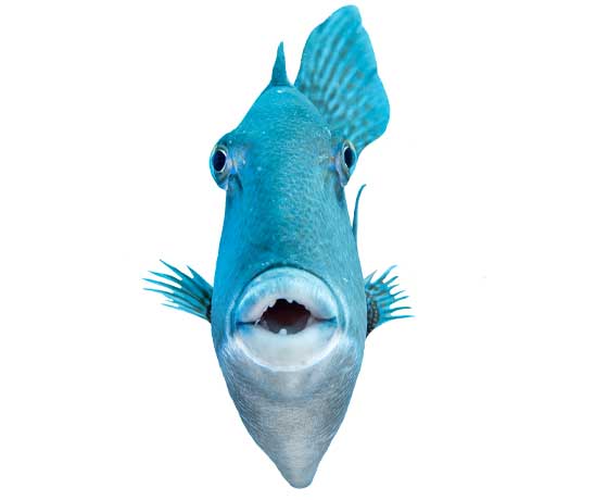 Grey triggerfish swimming through Tenerife’s clear waters, showcasing its robust body and sharp features.