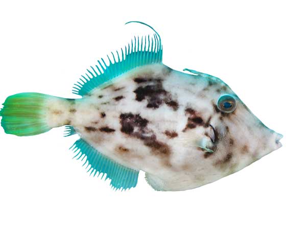 Planehead filefish (Stephanolepis hispidus) displaying its unique shape and textured body while swimming through the waters of Tenerife.