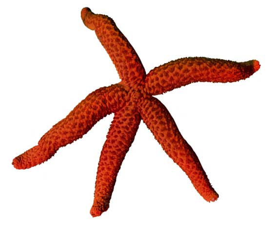 Red Starfish (Echinaster sepositus) displaying its vibrant red color on the seafloor of Tenerife.