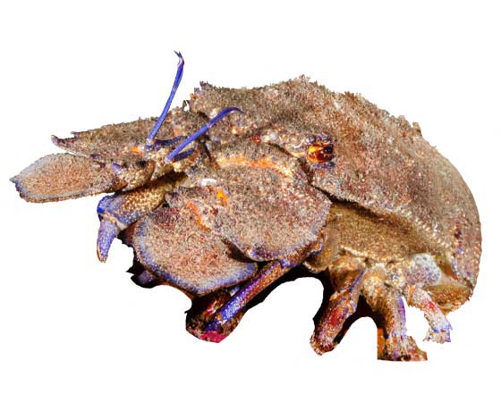 Rock lobster (Scyllarides latus) displaying its distinct body and large antennae in the clear waters of Tenerife.