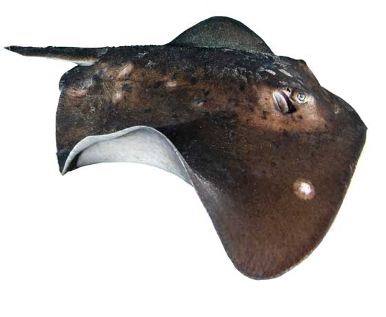 Round fantail stingray (Taeniurops grabatus) swimming gracefully over the sandy bottom of Tenerife’s waters.