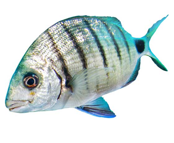 White Bream (Diplodus sargus cadenati) swimming in Tenerife's clear waters, showcasing its distinctive body shape and markings.
