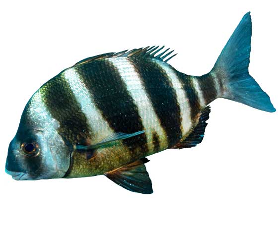 Zebra Bream (Diplodus cervinus) swimming gracefully among the rocks and reefs of Tenerife, showcasing its bold black stripes.